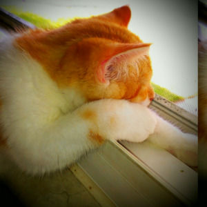 Meet your Posher, Toddster